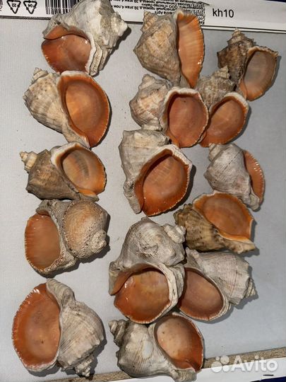 Ракушки раковины морские пакетом