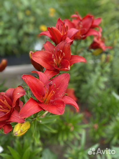 Лилия азиатская, многолетники