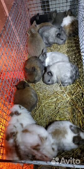 Продаю попугаев и животных оптом разных видов(волн