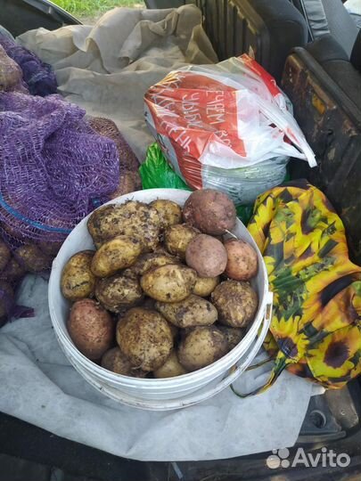 Продам картофель