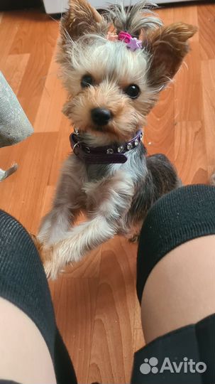 Йоркширский терьер мини