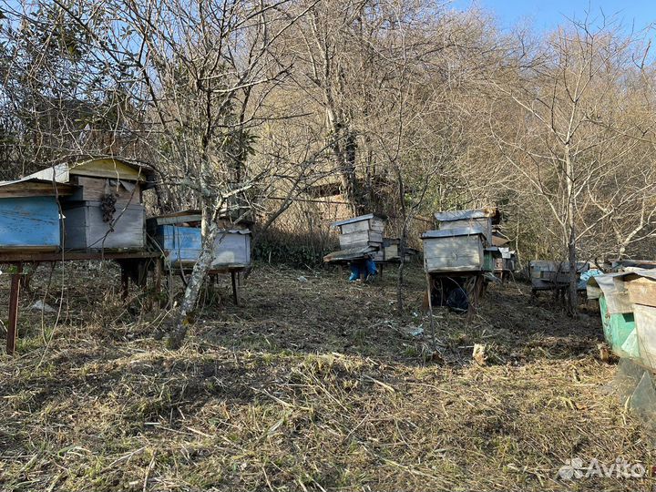 Пчелиные ульи