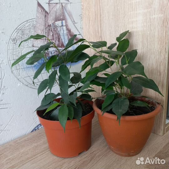 Фикус бенджамина