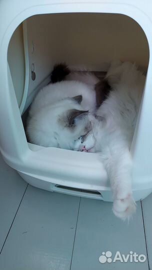 Котята Рэгдолл