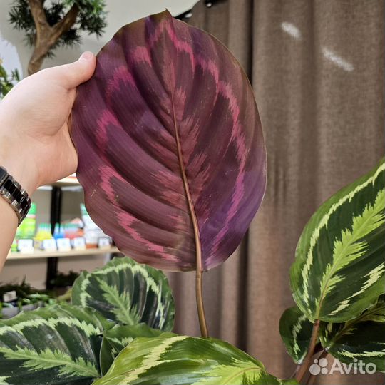 Калатея медальон