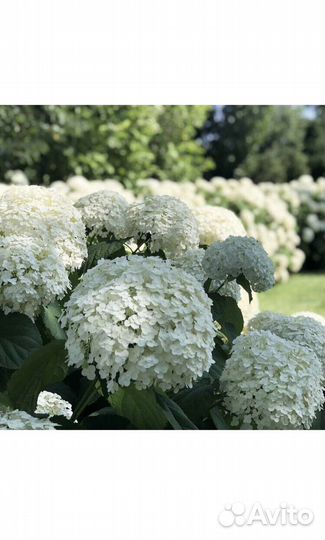 Гортензия