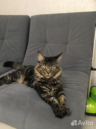 Ищем невесту