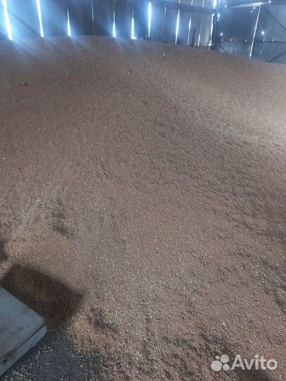 Зерно пшеница