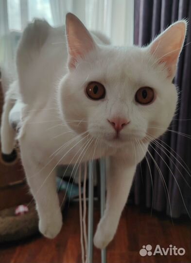 Кот на вязку