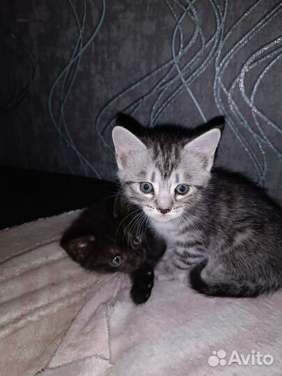 Котята майкун