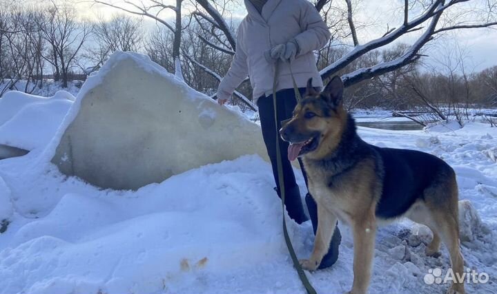 Немецкая овчарка