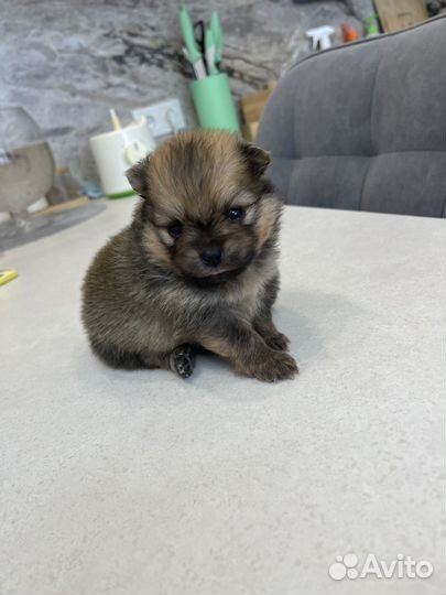Померанский шпиц 1 месяц