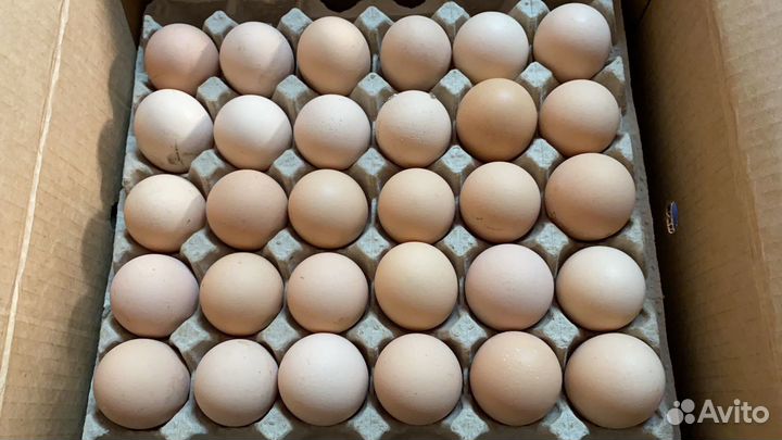 Яйцо куриное