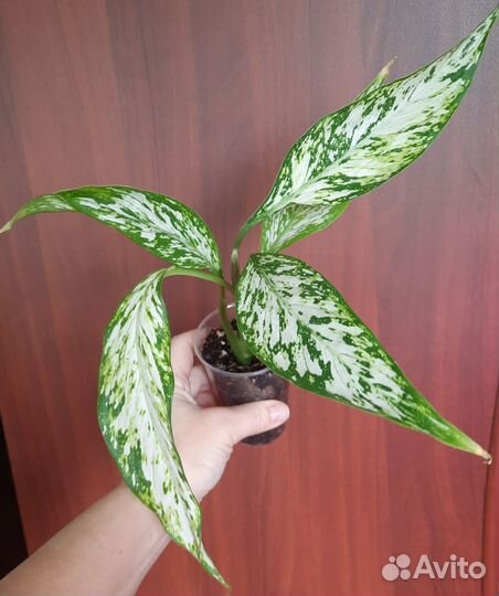 Диффенбахии