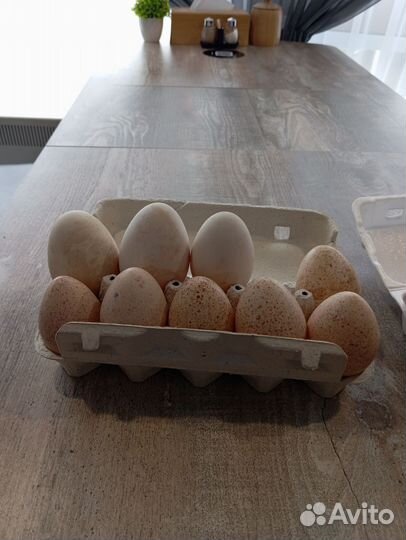 Яйца гусиные/Индюшачии/куриные