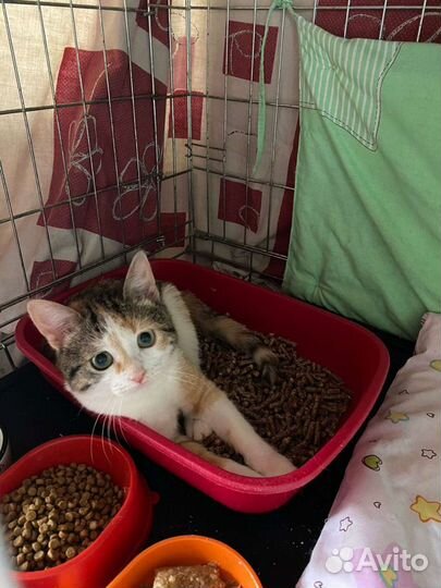 Кошка котенок бесплатно в дар