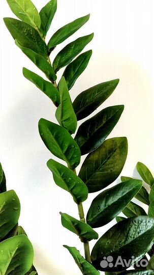 Замиокулькас искусственный цветок