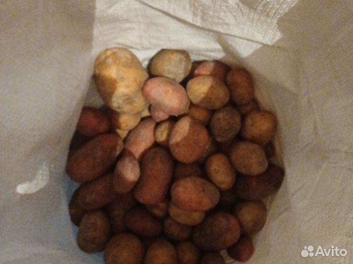 Продам картофель
