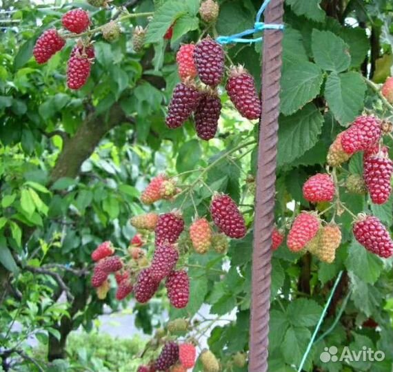 Саженцы ежевики и ежемалины. 15 сортов