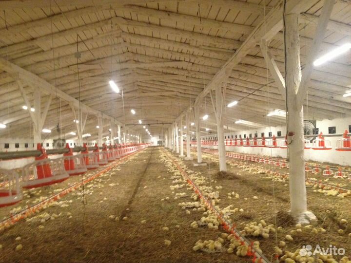 Линии поения и водоснабжения для птицы (бройлера)