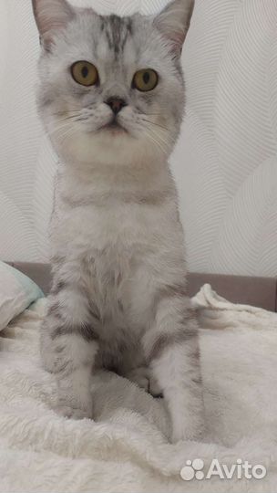 Британский кот на вязку