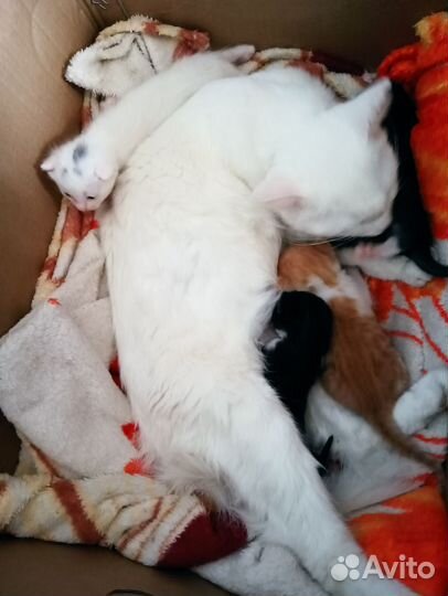 Кошка в дар