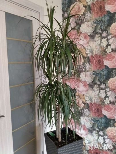 Драцена Маргината