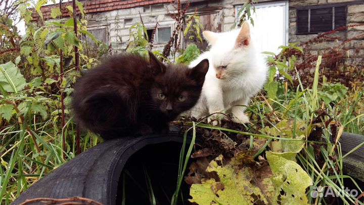 Котик в добрые руки