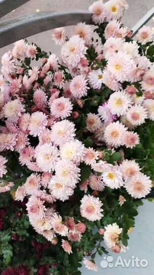 Хризантемы зимующие