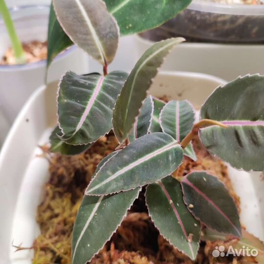 Лабизия пумила