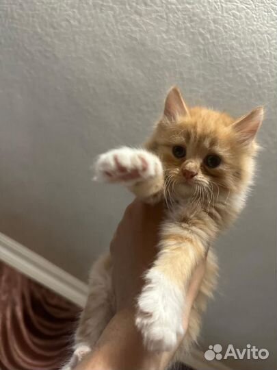 Рыжие кошки бесплатно