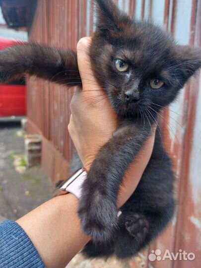 Кошка в дар бесплатно