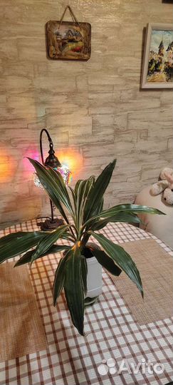 Драцена вариегатная