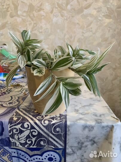 Традесканция