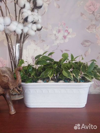 Фикус Кинки голд