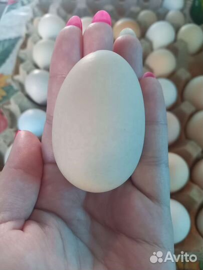 Домашние куриные яйца