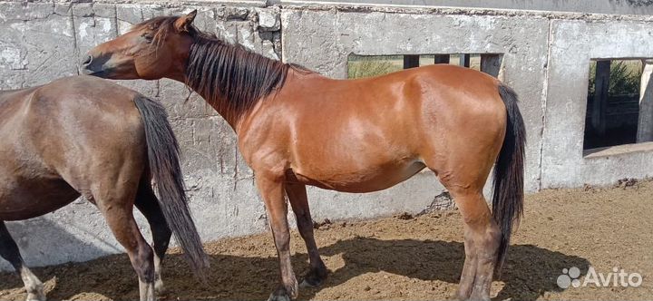 Лошадь кобыла