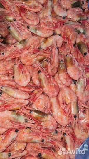 Северная креветка