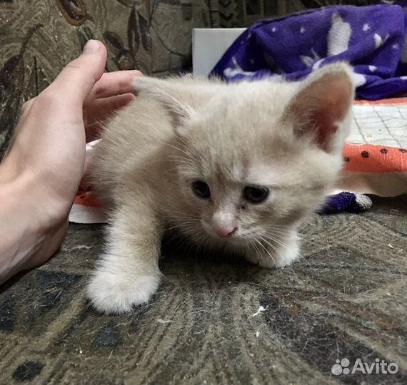 Отдаю котят-мальчиков