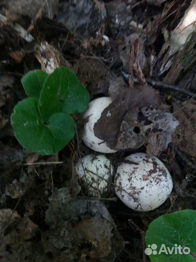 Гриб Весëлка,Иван Чай,Масло топленое