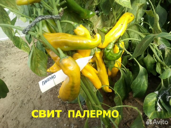 Семена самого сладкого в мире перца Свит Палермо