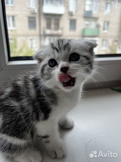 Шотландская вислоухая кошка