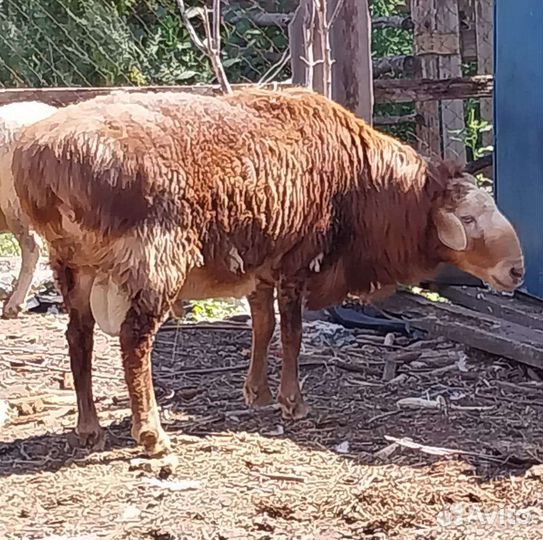 Племянной баран