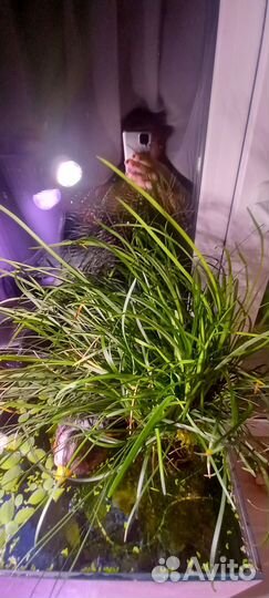 Офиопогон японский