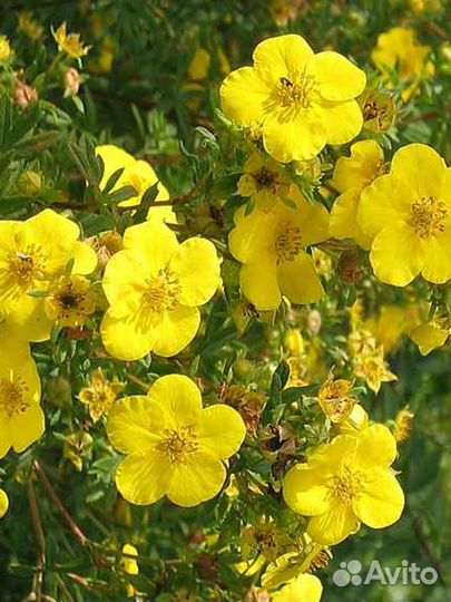 Лапчатка кустарниковая 