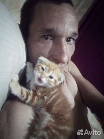 Котёнок вислоухий в добрые руки