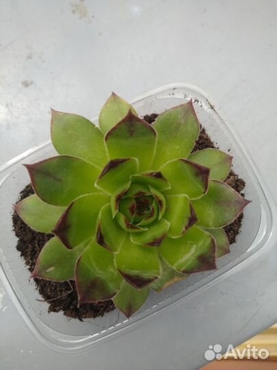 Суккуленты