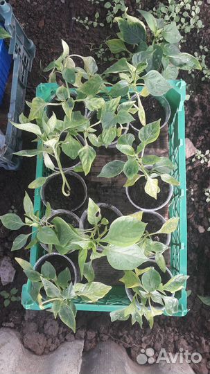 Рассада помидор перцев