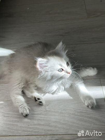 Британская шиншилла