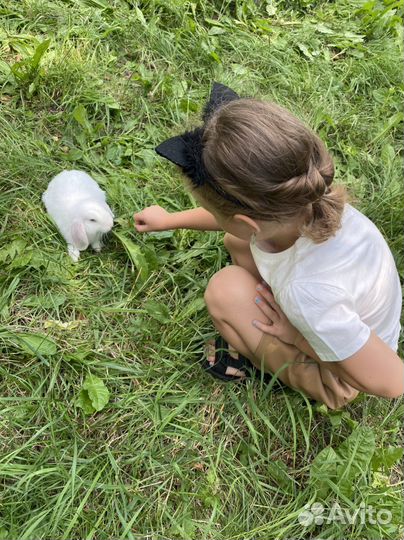 Аренда кроликов на праздник, фотосессию